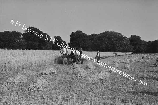 HARVESTING WHEAT